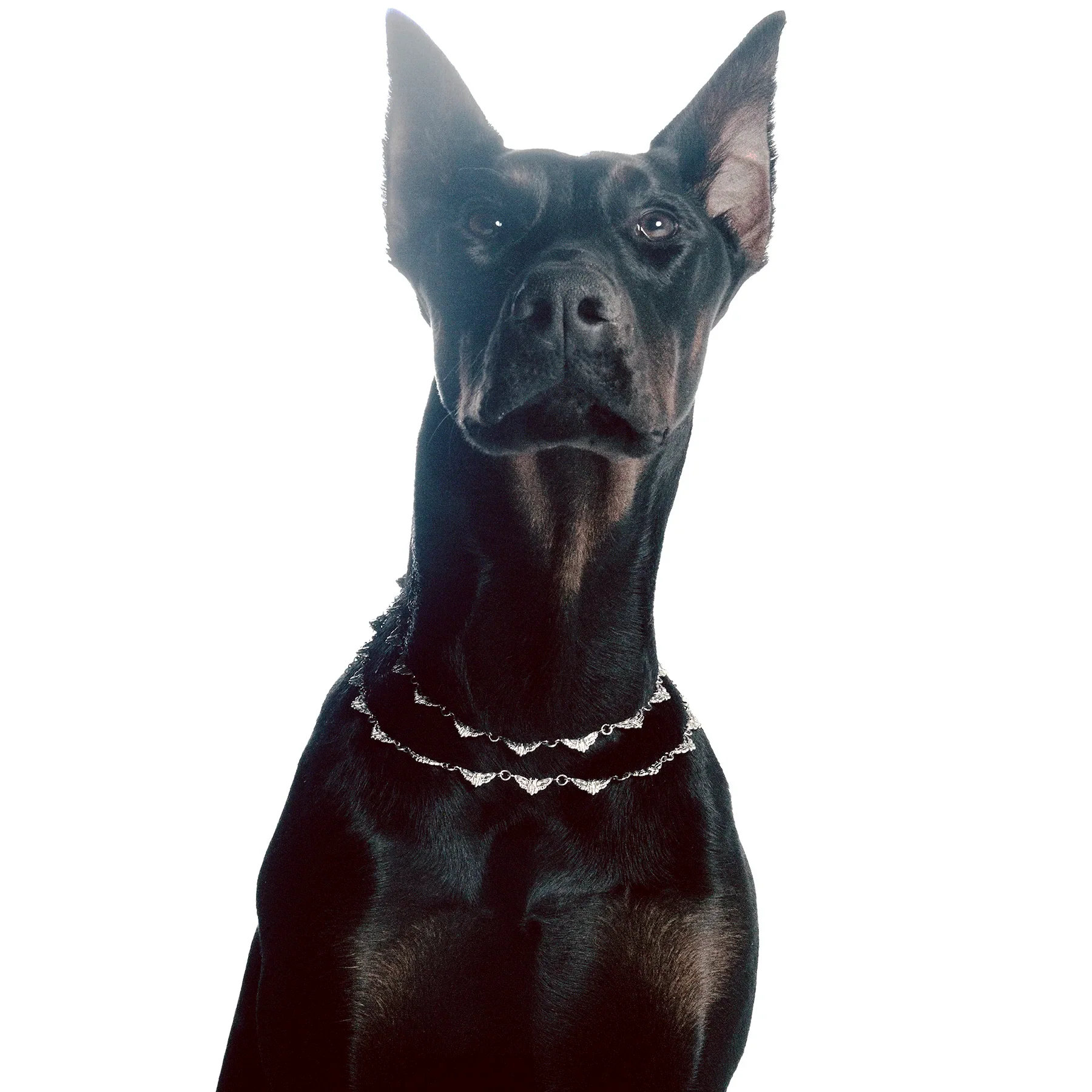 MOTH CHOKER - Image 6