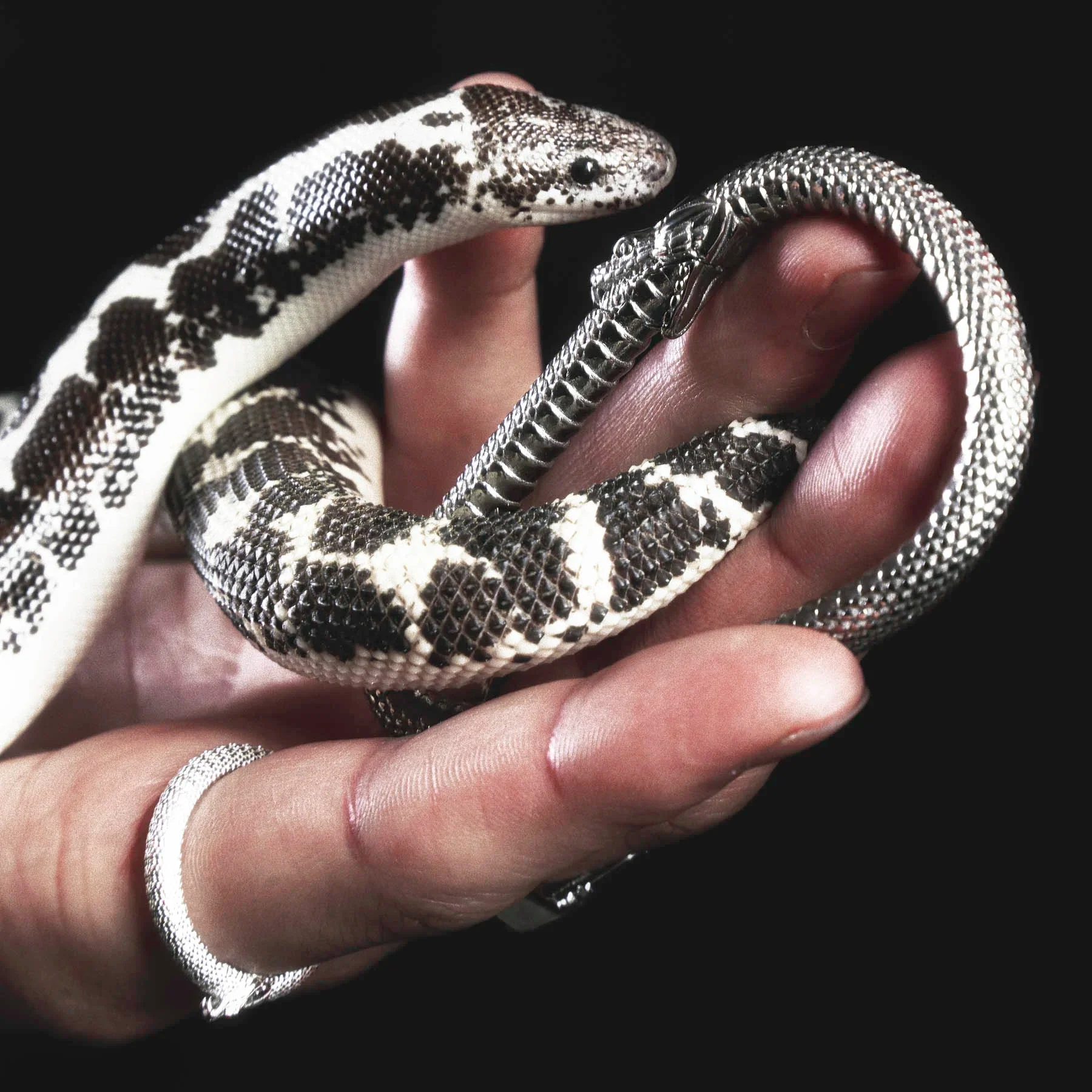 OUROBOROS CARABINER - Image 16